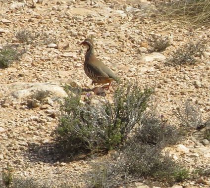 Solerantonio2 en Hamelin: Fauna  (Níjar), Alectoris rufa (Linnaeus, 1758), Ave