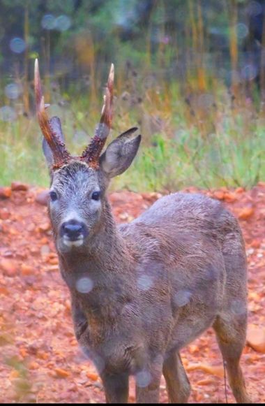 Luroca7933 en Hamelin: Fauna  (Almodóvar del Campo), Capreolus capreolus (Linnaeus, 1758), Bonito corzo macho 
#minasdelhorcajo #corzo 
#parquenaturalvalle...
