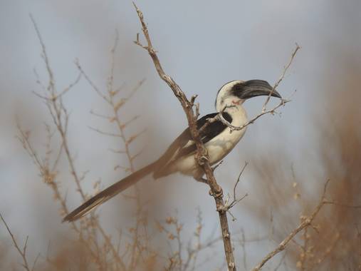 olaya96fg en Hamelin: Fauna  (Kitui), #Aves21