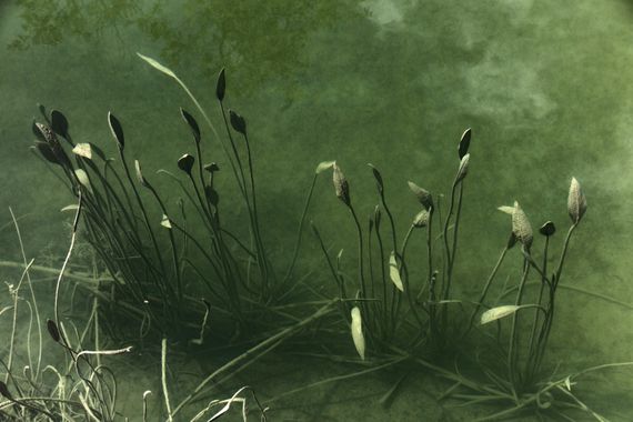 Ignicapillus en Hamelin: Flora  (Sant Esteve de la Sarga), Plantas acuáticas

Al inmediato norte del Montsec d´Ares, de oeste a este, discurre un valle que...