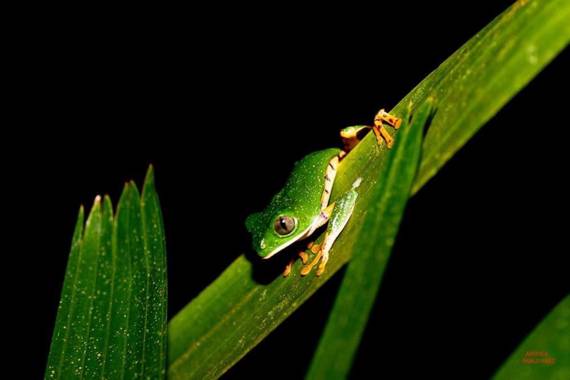 Pabloalbertopaez en Hamelin: Fauna  (Tena)