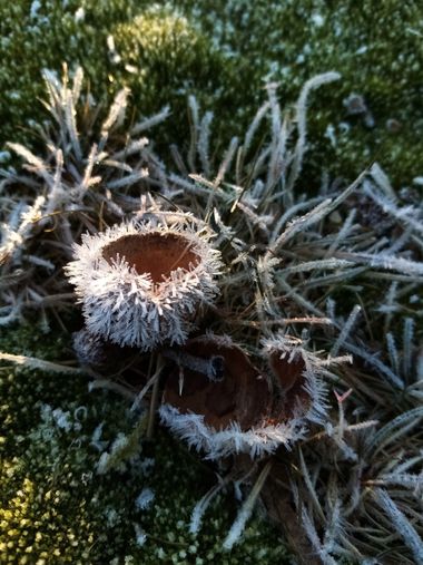 Jcestradaliebana en Hamelin: Flora  (Vega de Infanzones), Capsulas de bellota de Quercus pyrenaica. #arboles