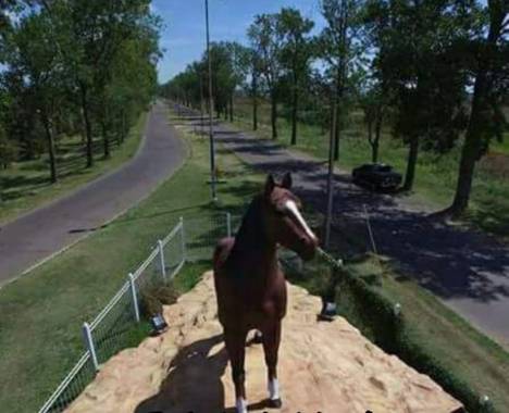 silesco1998 en Hamelin: Fauna, Entrada a Bragado. 