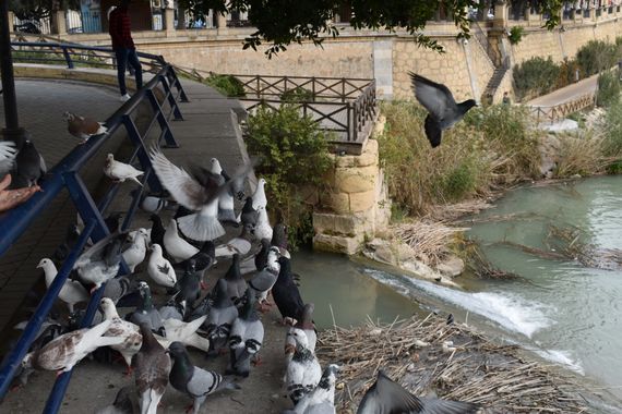 Solerantonio2 en Hamelin: Fauna  (Murcia), Palomas en el río segura