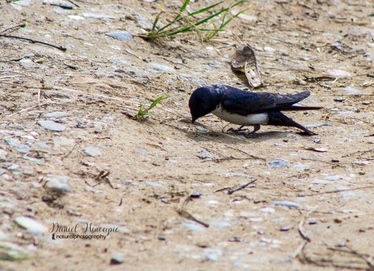 danielhincapie230979 en Hamelin: Fauna  (Copacabana), Pygochelidon cyanoleuca (Vieillot, 1817), #naturaleza #wildlife #nature #faunadecolombia #fauna #colo...