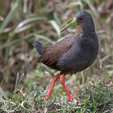 Ignicapillus en Hamelin: Fauna  (Santana do Riacho), Pardirallus nigricans (Vieillot, 1819), Rascón negruzco

Los rascones son aves acuáticas emparentadas ...