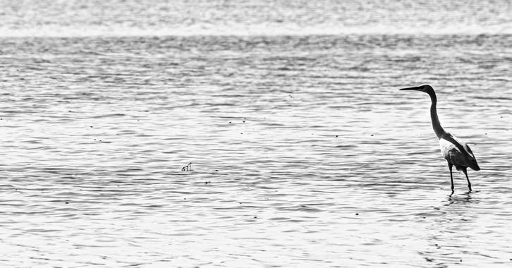 Robertosallen en Hamelin: Fauna 