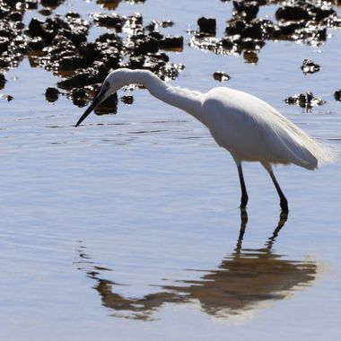 Jomacaes70 en Hamelin: Fauna  (Huelva), Egretta garzetta (Linnaeus, 1766), #pescando