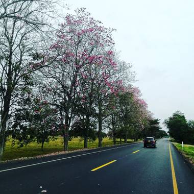 Kenyjimenez9 en Hamelin: Paisaje  (San Pelayo), #Arboltropical