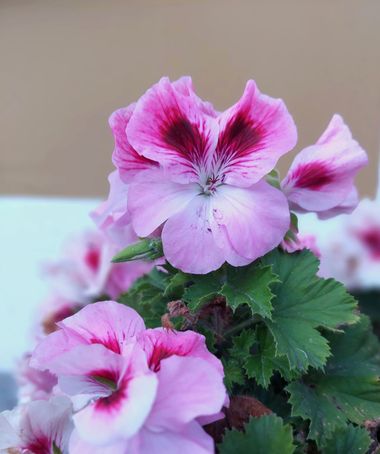 Mpinfante en Hamelin: Flora, #Llamado Geranio pensamiento, geranio real.
#Regal geranium, large - flower pelargonium.
It is native to mountainous habitats...