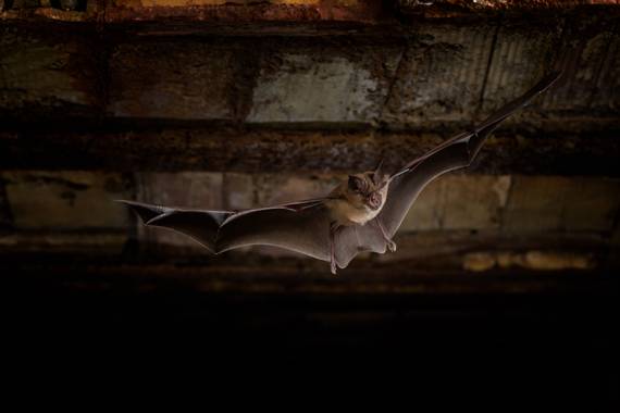 José David en Hamelin: Fauna  (Linares), Sus mañanas son nuestras noches, cuando anochece empieza su día o mejor dicho su noche #murcielagos #CumpleHamelin