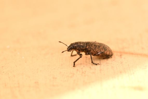 molaye02 en Hamelin: Fauna  (Las Palmas de Gran Canaria), Fotografía de un curculiónido (gorgojo) 📸🪲