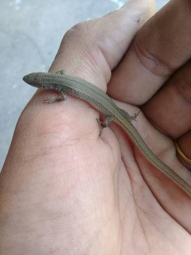 rintadio en Hamelin: Fauna, Tipo de lagartija oriunda del litoral argentino, aunque se han visto especies similaes en en europa y australia. 