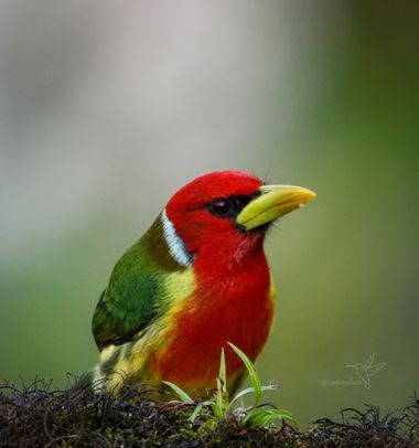 Luz Sthella Cardona M  en Hamelin: Fauna  (Fusagasugá), Eubucco bourcierii (Lafresnaye, 1845), Permanece solitario o en pareja, y a veces se une a bandas m...