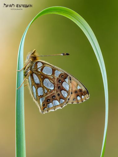 David Esteban en Hamelin: Fauna, Issoria lathonia (Linnaeus, 1758), #invertebrados#macro#mariposa#espejito