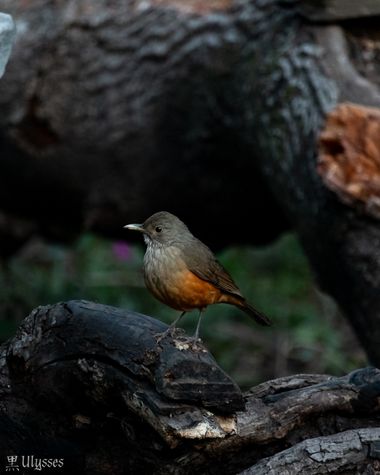 Ulises Dantes en Hamelin: Fauna  (Tafí Viejo), Turdus rufiventris Vieillot, 1818, Llegan por la mañana apenas está amaneciendo. Bastante ruidosos y territo...