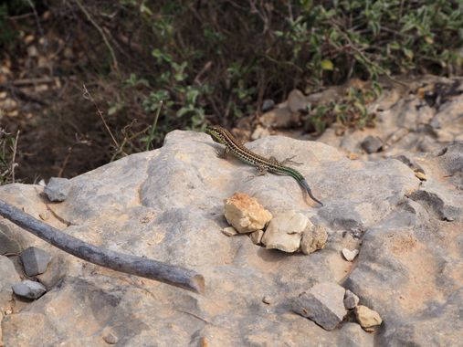 Elisabeth.18393 en Hamelin: Fauna  (Alghero), #cerdeña #sardegna #reptiles #lagartija 