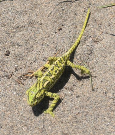 Solerantonio2 en Hamelin: Fauna  (El Pocico), Reptil