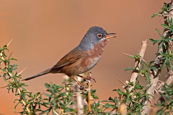 Ignicapillus en Hamelin: Fauna  (Ait Ouglif), Curruca deserticola (Tristram, 1859), Curruca del Atlas

La curruca del Atlas hay que irla a buscar al noroes...
