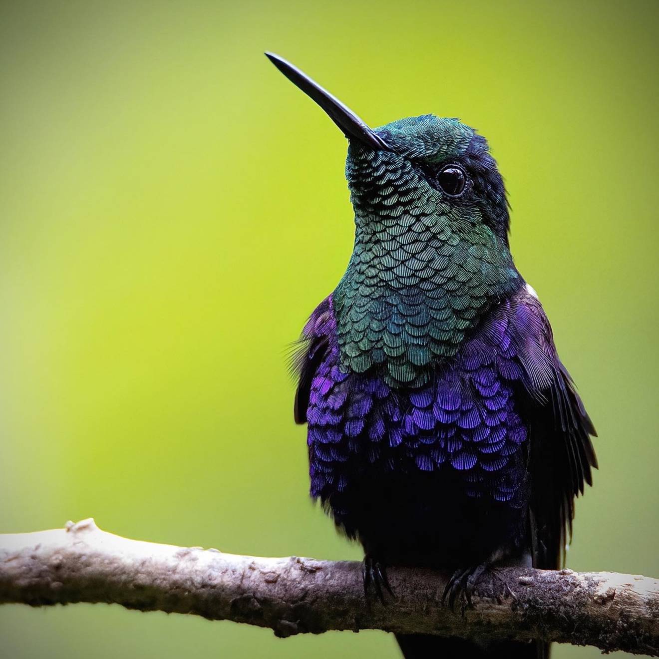 “Zafiro coroniazul” (Thalurania colombica)