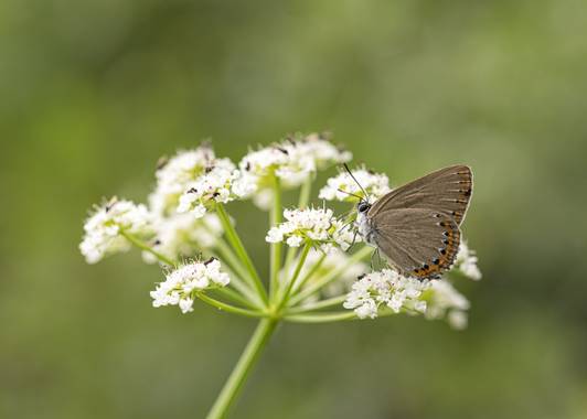 ramonportellano en Hamelin: Fauna  (Andújar), Ganas de patear el campo y capturar estampas tan bonitas #butterflyphotography #naturaleza