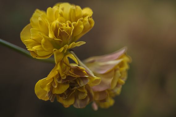 Elenagil.ph en Hamelin: Flora  (Mijas), #flor #flores #vinagreta #naturaleza #flora #flower #flowers #flowerphotography 