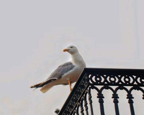 Elisa en Hamelin: Fauna  (Spain), Larus michahellis J.F.Naumann, 1840, Una de las muchas gaviotas de Ribadeo (Lugo) #aves