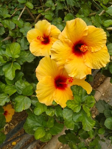 Solerantonio2 en Hamelin: Flora  (Almeria), Hibiscus rosa-sinensis, Planta