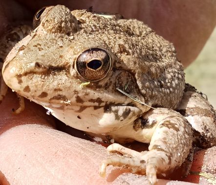 urihuetor en Hamelin: Fauna  (Comarca de Loja), #anfibios #invertebrados#fauna #aninales #naturaleza 