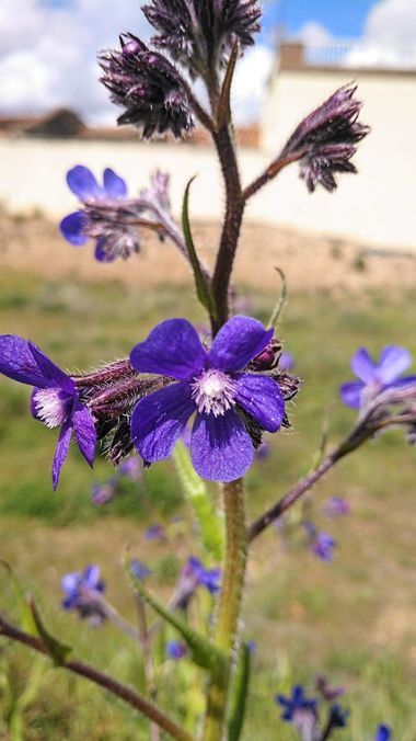 msegram en Hamelin: Flora  (Carbellino), Anchusa italica, Anchusa itálica, Anchusa Azurea o Italian Bugloss
También, llamada Lengua de Buey

#flower #plant...