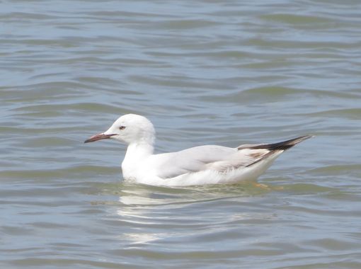 Solerantonio2 en Hamelin: Fauna  (Níjar), Chroicocephalus genei (Brème, 1839), Gaviota picofina