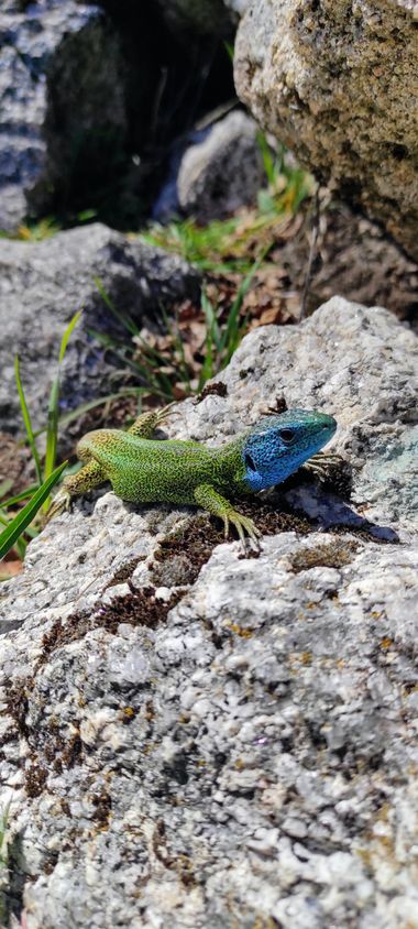 alejandra.contrerasgomez en Hamelin: Fauna, #portugal #serradaestrela #manteigas #covaodametade #reptiles #macho 
