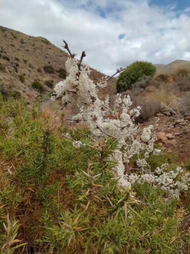Solerantonio2 en Hamelin: Flora  (Níjar), Asparagus albus, Planta