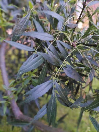 Mpinfante en Hamelin: Flora, Fraxinus angustifolia, # Fresno de hoja estrecha, fresno sureño
• Familia de las Oleáceas
• El más común en la Península Ibér...