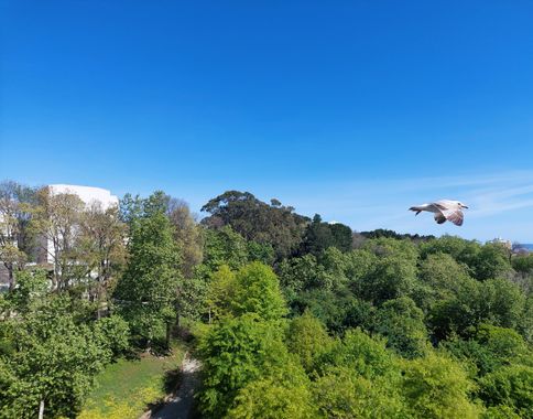 Mpinfante en Hamelin: Paisaje, # como la intención es participar - y mejorar en el proceso - aquí van estas gaviotas que surcan el cielo, y unen su voz al...
