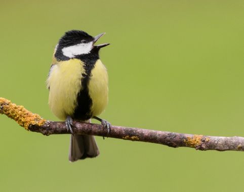 Eritz.cortazar en Hamelin: Fauna  (Bilbao), Carbonero común (Parus major Linnaeus, 1758)
.
.
.
#ave #bird #nature #naturelover