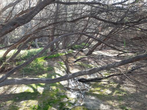 Eliza.loaizac en Hamelin: Paisaje  (Elche), Bosquets de tamarits
#elche