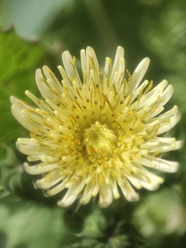 Juanjo1977 en Hamelin: Flora, Urospermum dalechampii (L.) Scop., #granadaturismo #España #Spain #senderismo #macrophotografy #fotografiamacro #macrofotogr...