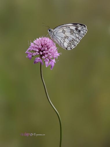isidorogomez53 en Hamelin: Fauna  (Upper Empordà), Una melanargia en su atalaya de flor.

#apfb 
#isifotografia 
#macro 
#insectosdeespaña 
#insectosdecata...