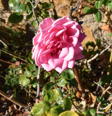 Solerantonio2 en Hamelin: Flora  (Almería), Rosa chinensis, Rosa de jardin