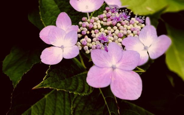Carmen  en Hamelin: Flora, #flowers 