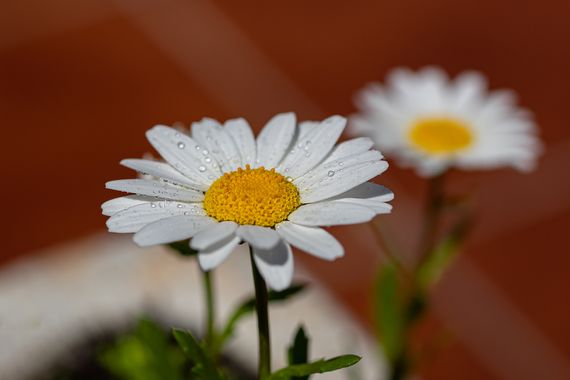 manuel.torres1 en Hamelin: Flora  (El Vendrell), #margarita  #flor  #blancas  #flora  