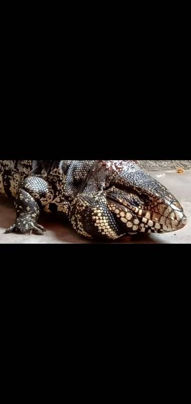 Enriquesalazarcastillo en Hamelin: Fauna  (FCD)
