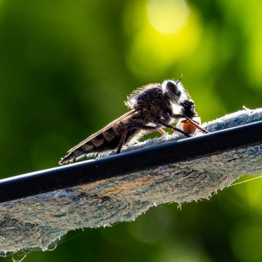Luis Cedrés en Hamelin: Fauna  (Fasnia), #insecto en el momento de deborar a otro