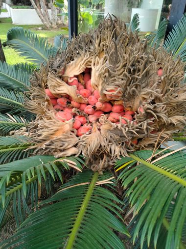 Solerantonio2 en Hamelin: Flora  (El Rompido), Cycas revoluta, Planta