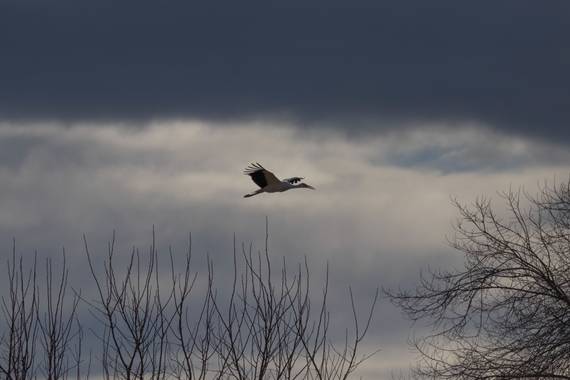 Mónica del Monte en Hamelin: Fauna  (Madrid), #aves21