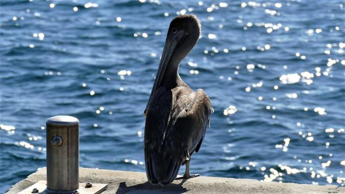 Liliane.chinyavong en Hamelin: Fauna  (Saint-Joseph), #Aves21