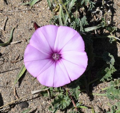 Solerantonio2 en Hamelin: Flora  (Níjar), Convolvulus althaeoides, Planta
