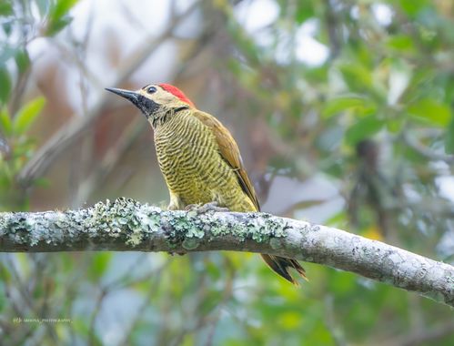 juanandrescardona01 en Hamelin: Fauna  (El Retiro), Colaptes rubiginosus (Swainson, 1820), Carpintero cariblanco, fotografiado el 06/11/23 en Retiro, Antio...