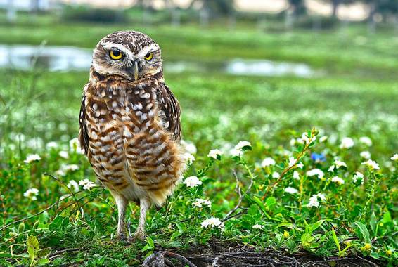 AnSilv en Hamelin: Fauna  (Jijoca de Jericoacoara), Athene cunicularia (Molina, 1782), #fauna #buho #brazil #jericoacoara
#lechuzas #ave #naturaleza #natur...